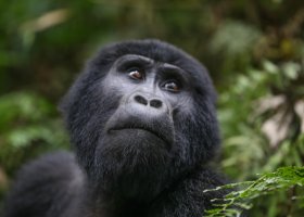 uganda-hotel-nkuringo-gorilla-lodge-006.jpg