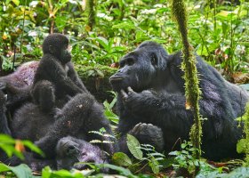 uganda-hotel-nkuringo-gorilla-lodge-009.jpg