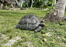 waldorf-astoria-platte-a-ine-hotely-na-seychelach-001.jpeg