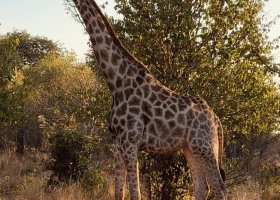 zimbabwe-a-botswana-2026-012.jpg