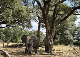 zimbabwe-a-botswana-2026-063.jpg