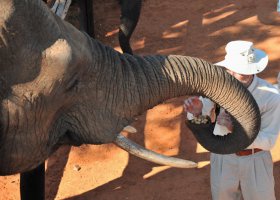 zimbabwe-hotel-elephant-camp-004.jpg