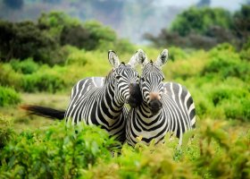 zimbabwe-hotel-victoria-falls-river-lodge-010.jpg