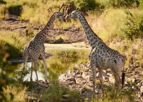 zimbabwe-hotel-victoria-falls-river-lodge-011.jpg