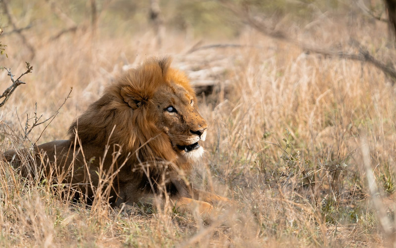 Thornybush