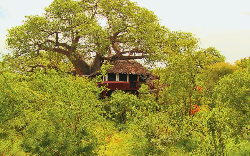 Tarangire Treetops