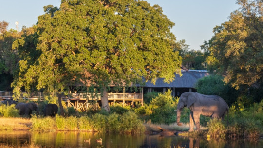 Sabi Sabi Bush Lodge *****