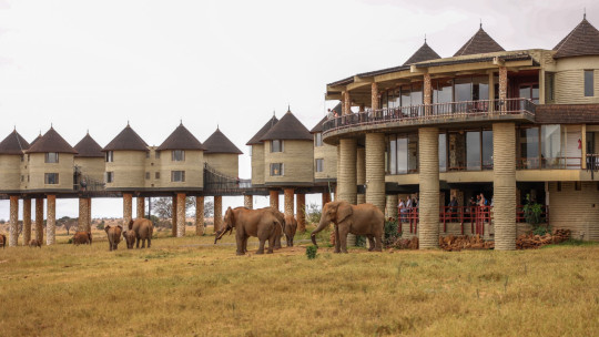 Salt Lick Safari Lodge *****