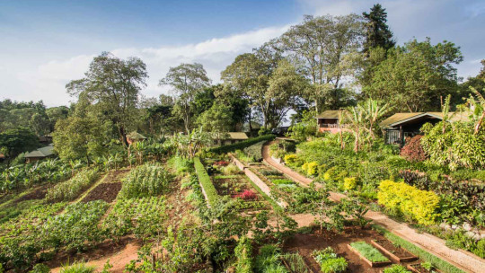 Gibb's Farm Tanzania *****