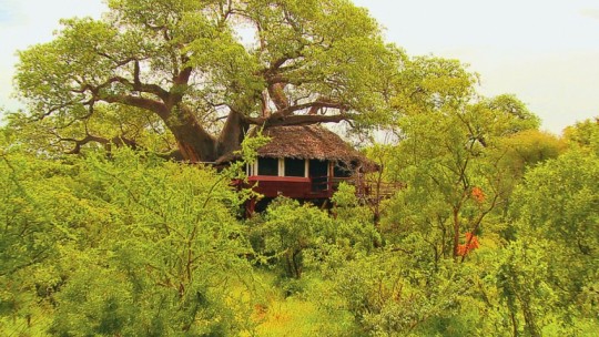 Tarangire Treetops *****