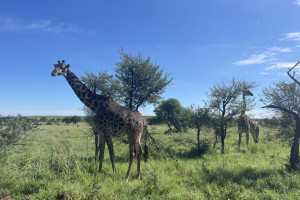 Fantastické safari v Tanzánii