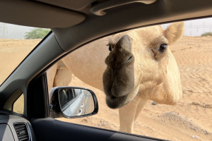 Podzimní prázdniny v Emirátech