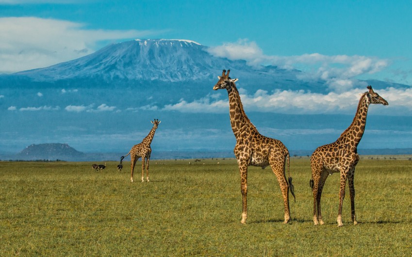 Cena safari zájezdů do Afriky